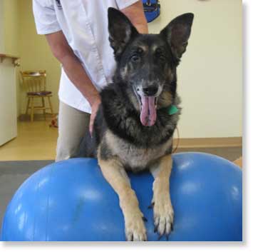 Dog on ball