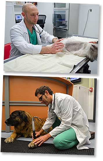 Dr. Daniel Halden at KVet Animal Care