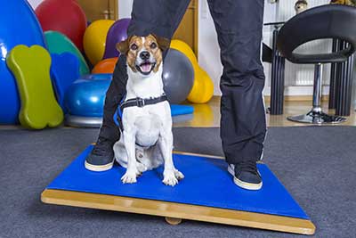 Dog on balance board