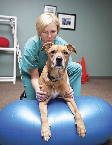 Dog receiving rehabilitation on peanut