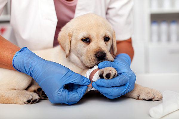 Puppy with injured leg at veterinary practice