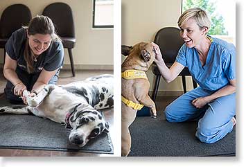 Animal Surgical Clinic of Seattle