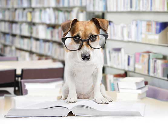 Dog reading in library Dog reading in library