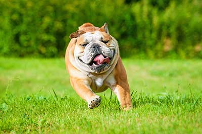 English bulldog running English bulldog running