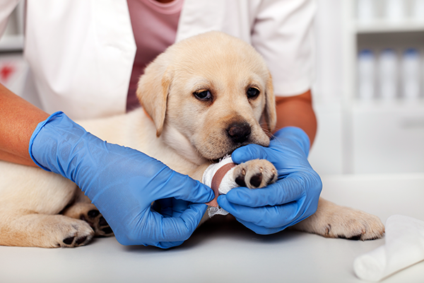 Puppy with injured leg at veterinary practice Puppy with injured leg at veterinary practice