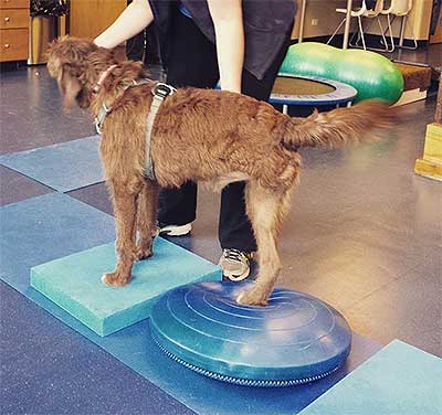Therapeutic exercise Therapeutic exercise
