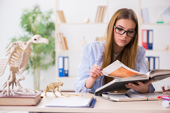 Veterinary student studying Veterinary student studying