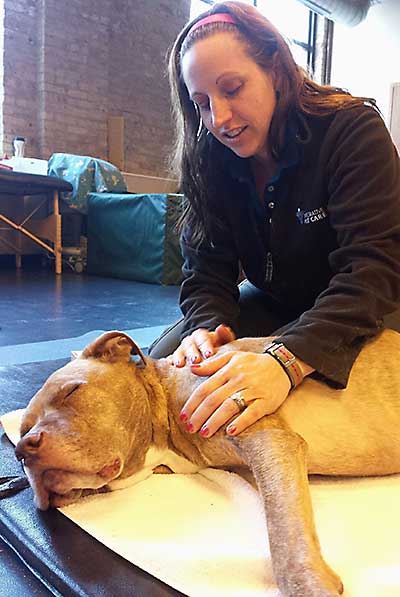 Veterinary spinal manipulative therapy