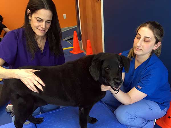 Canine Rehab of New York