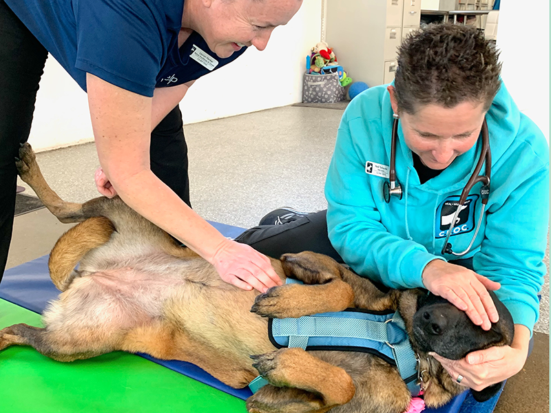 Canine Rehabilitation of Orange County (CROC)