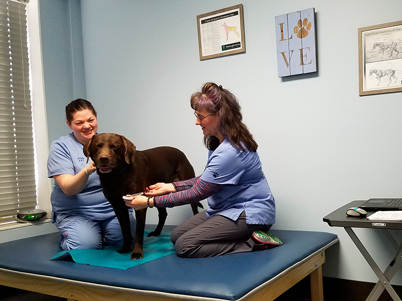 Pawsitive Steps Rehabilitation & Sports Medicine